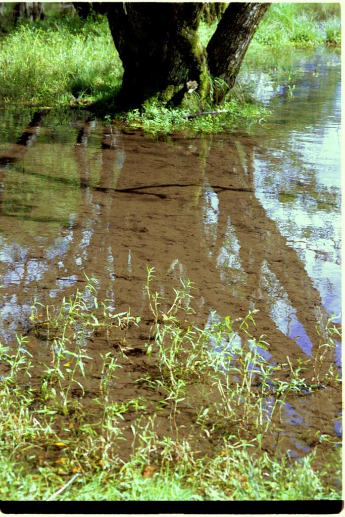 水面の風景