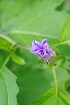 とじている花