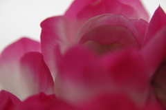 華やかな