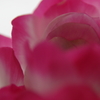 華やかな