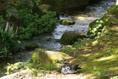 小川と鳩