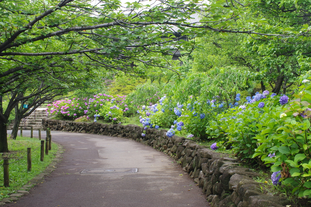 紫陽花小路