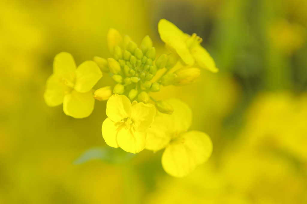 菜の花