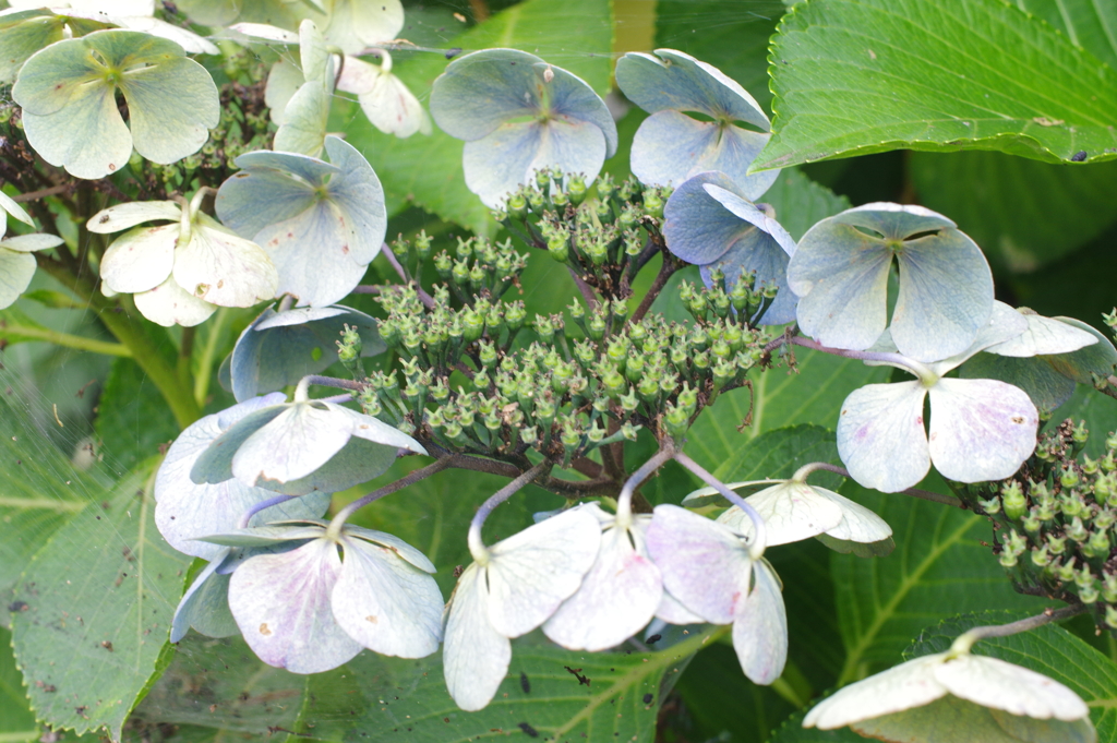 かれゆく紫陽花