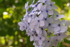 紫陽花２