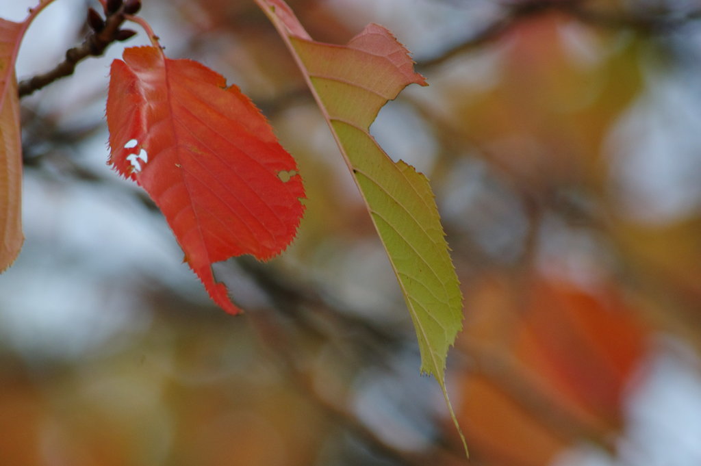 紅葉　２　２０１５年11月16日