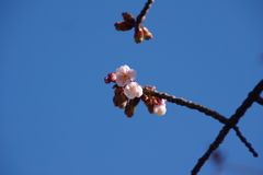 寒桜