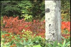 白樺と紅葉（2000年10月8日）