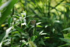 農業公園の昆虫