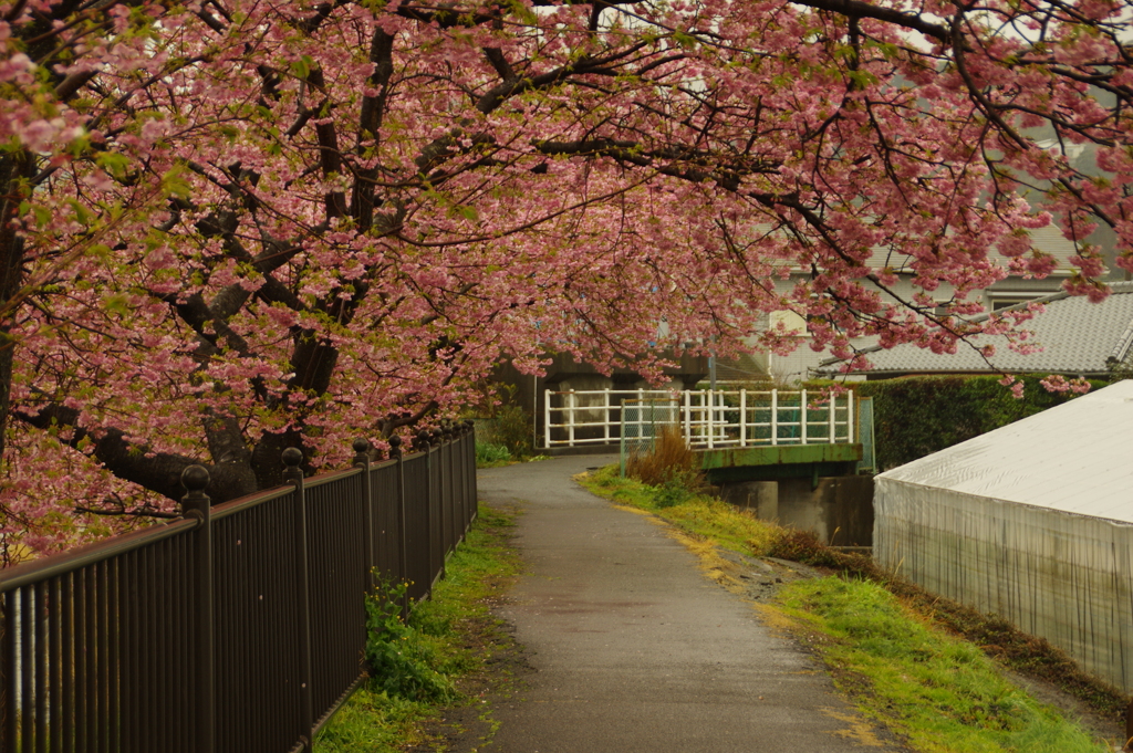 頭上の桜
