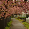 頭上の桜