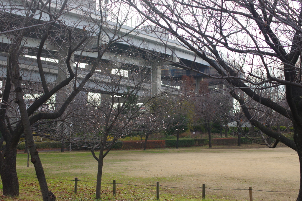 あわう冬桜