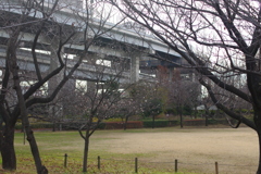 あわう冬桜