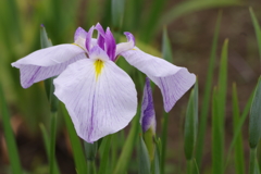 菖蒲