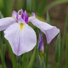 菖蒲