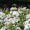 白い薔薇