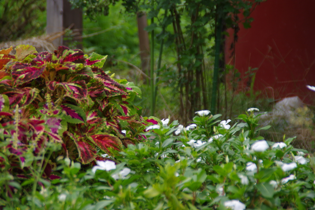 花と葉