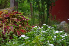 花と葉