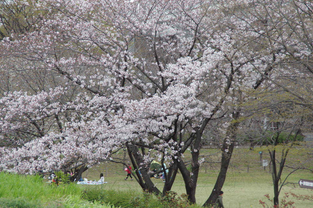 桜