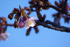 寒桜