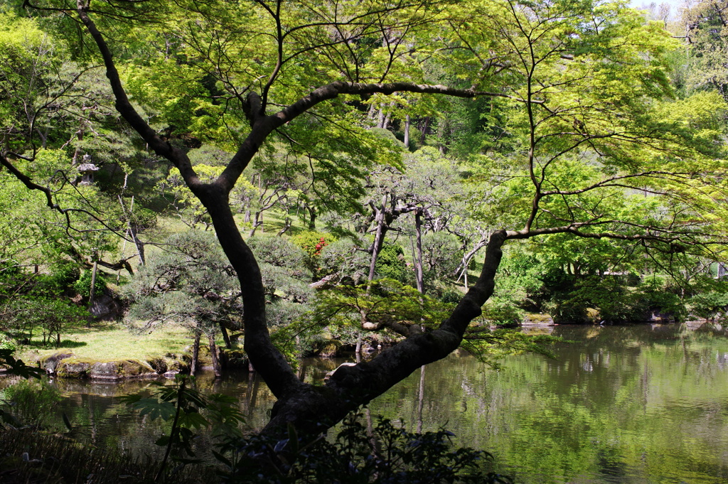 樹木