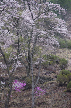 桜３