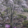 桜３