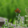 シジミチョウと小さい花