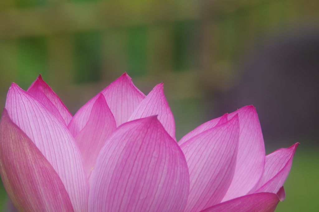 大賀ハスの花弁