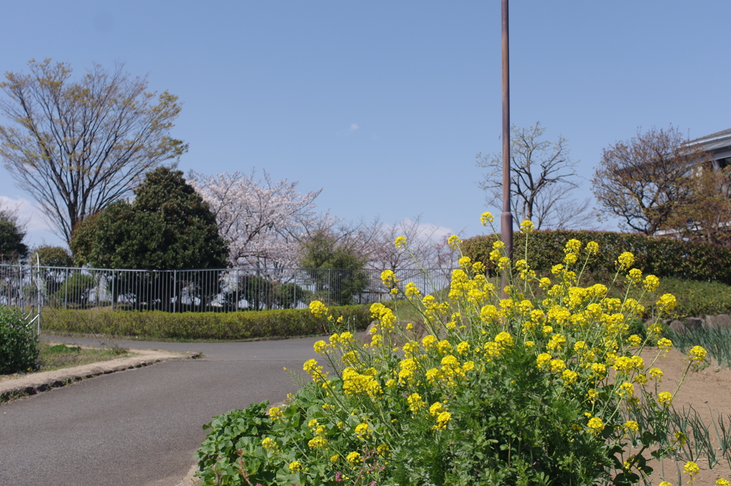 菜の花のある風景