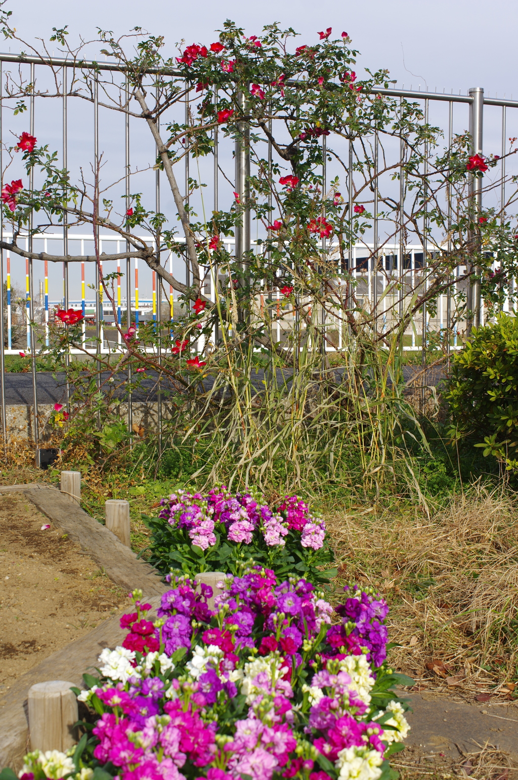花に薔薇