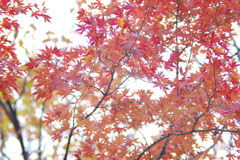 紅葉　２