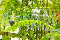 温室内の蝶　２