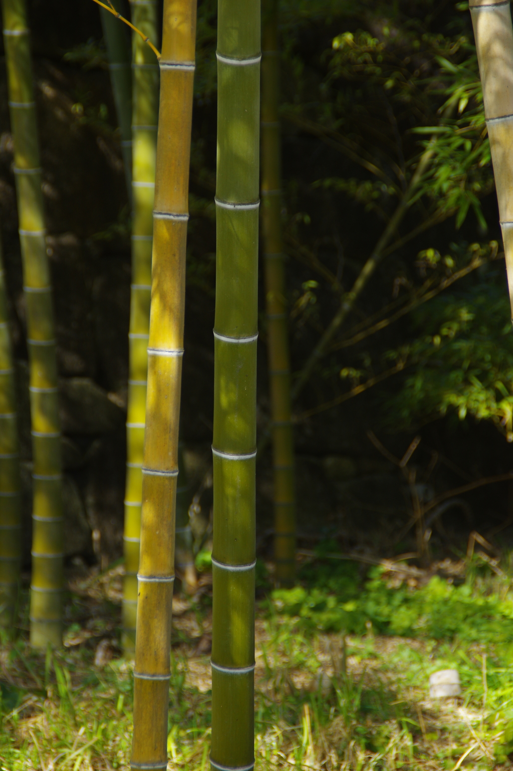 竹と淡い光