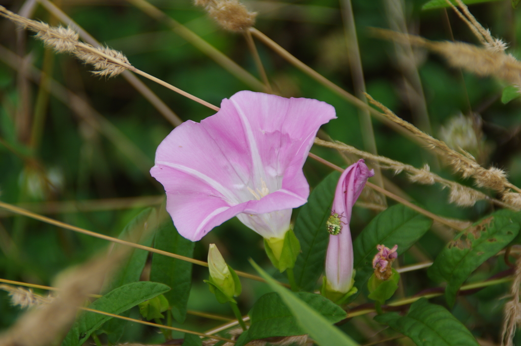 花と昆虫