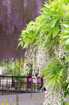 藤の花と藤棚