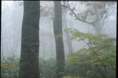霧に包まれて　（2000年）　４