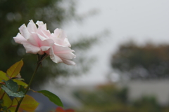 一輪