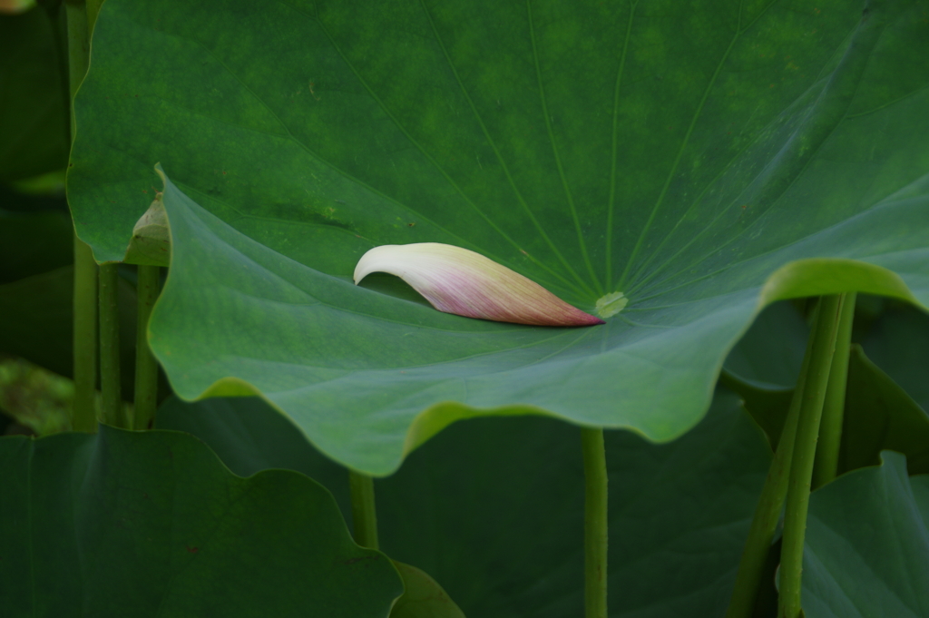 花びらと葉