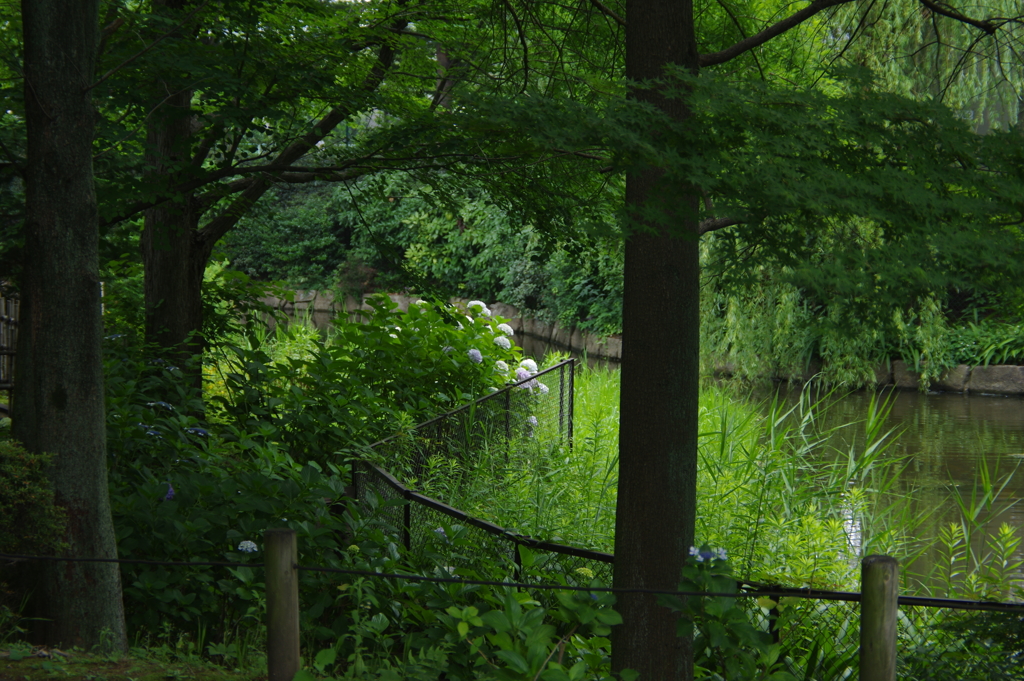 池のほとりに咲く