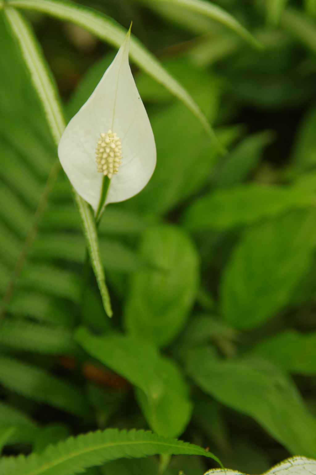 植物公園内温室の草花　2017年4月　５