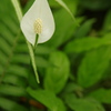 植物公園内温室の草花　2017年4月　５