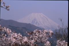 富士山と桜