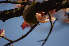 桜とメジロ一匹(動き早すぎ）２