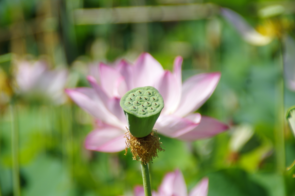 新旧の花