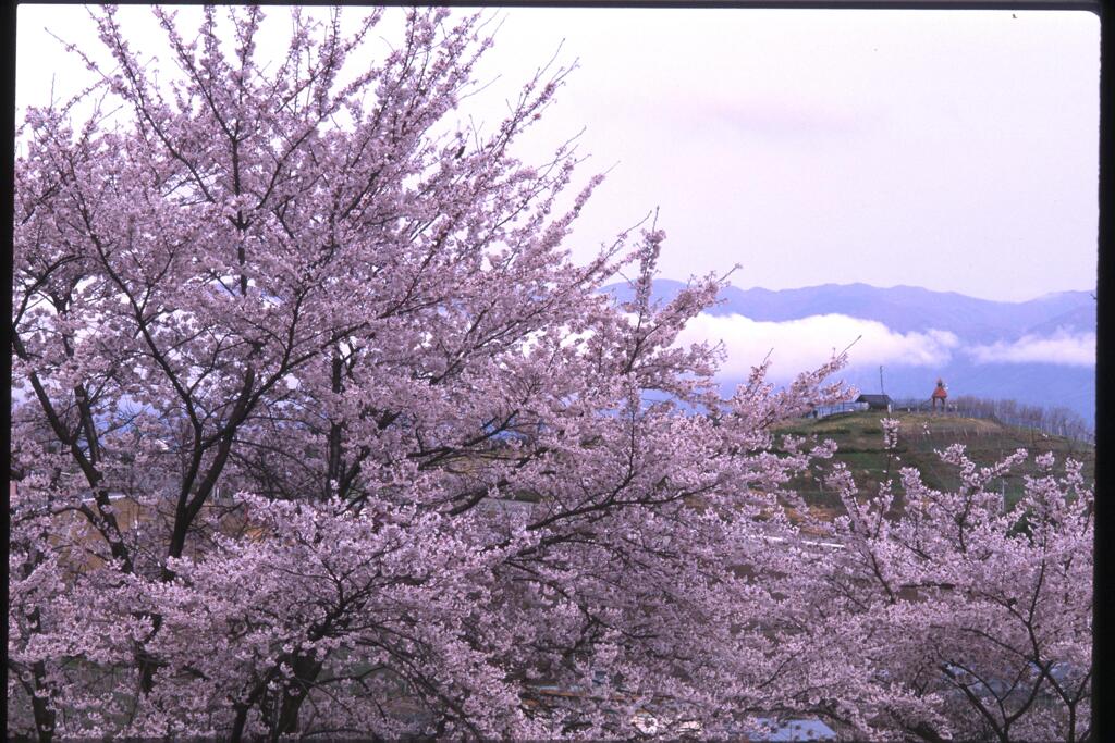 桜