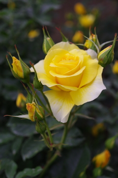 黄色い薔薇２