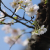 十月桜　３