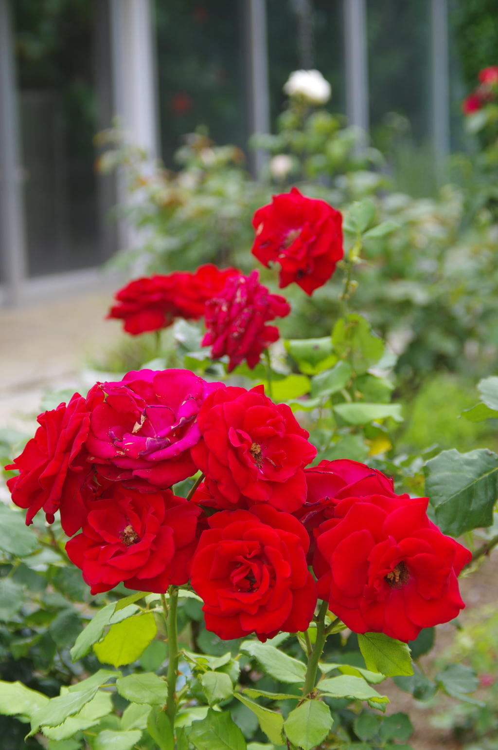 薔薇