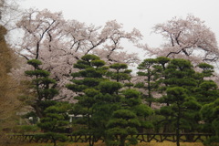 松と桜　２０１７年4月